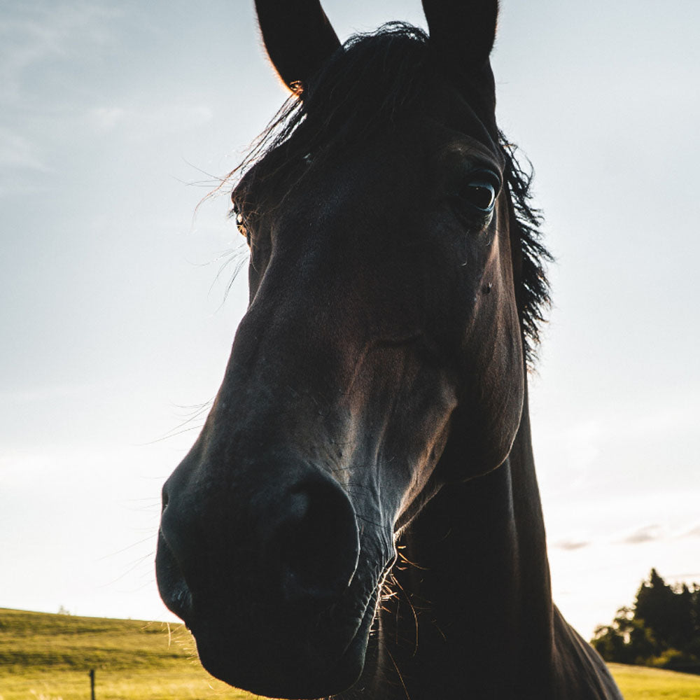 Equine Probiotic