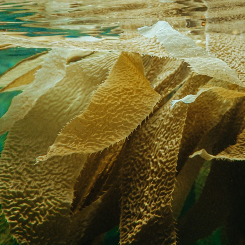 The Benefits of Kelp